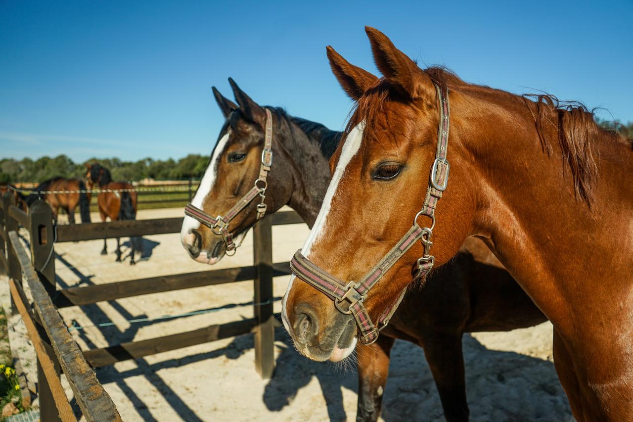 루크마호르 Vmg Horse Ranch (Adults Only) 빌라 외부 사진